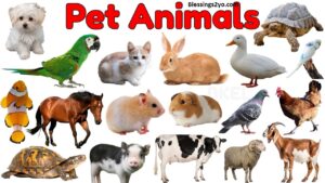Read more about the article Pet Smart Tips to Keep Your Furry Friend Healthy and Happy