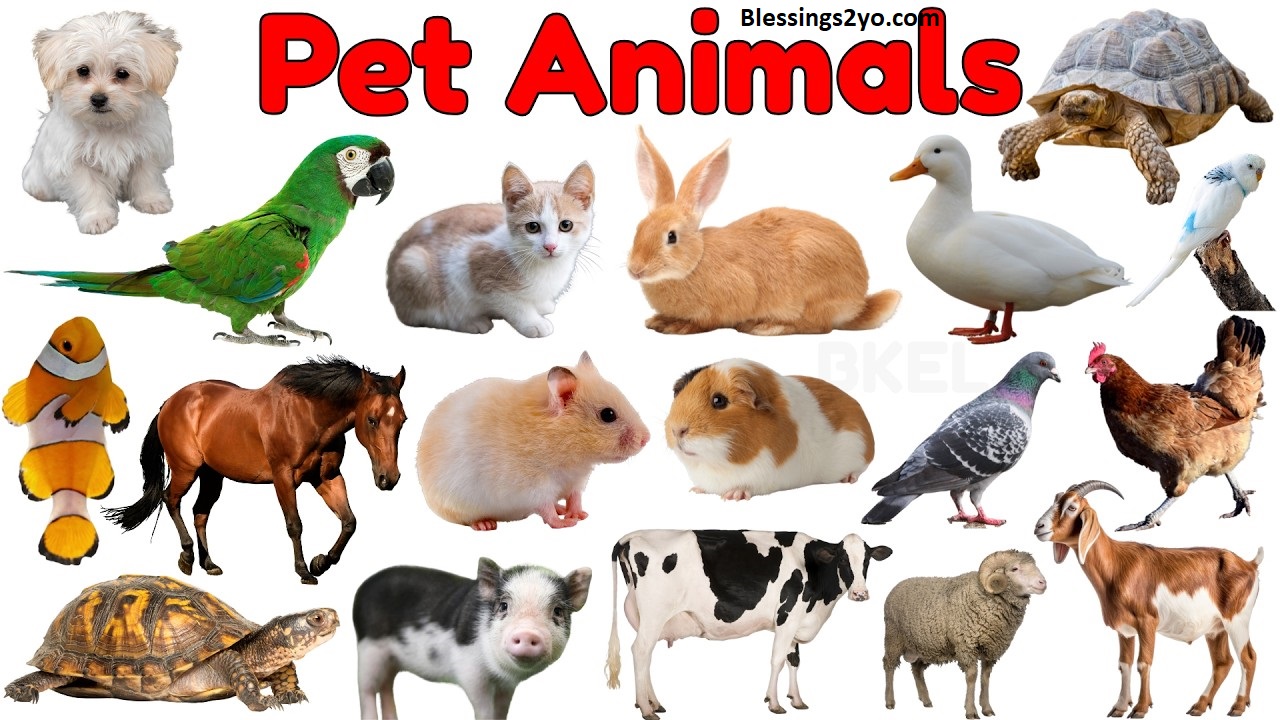 Read more about the article Pet Smart Tips to Keep Your Furry Friend Healthy and Happy